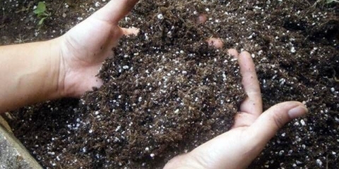 Šta učiniti ako krastavci loše rastu u stakleniku